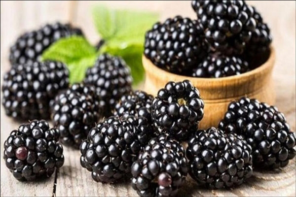 أنواع التوت وفوائده