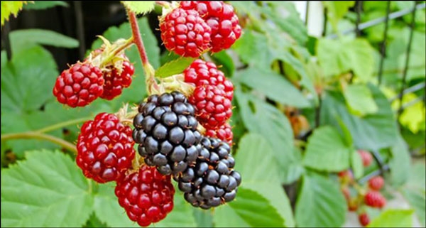 أنواع التوت وفوائده