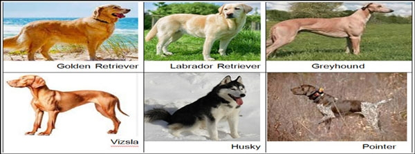 أنواع الكلاب