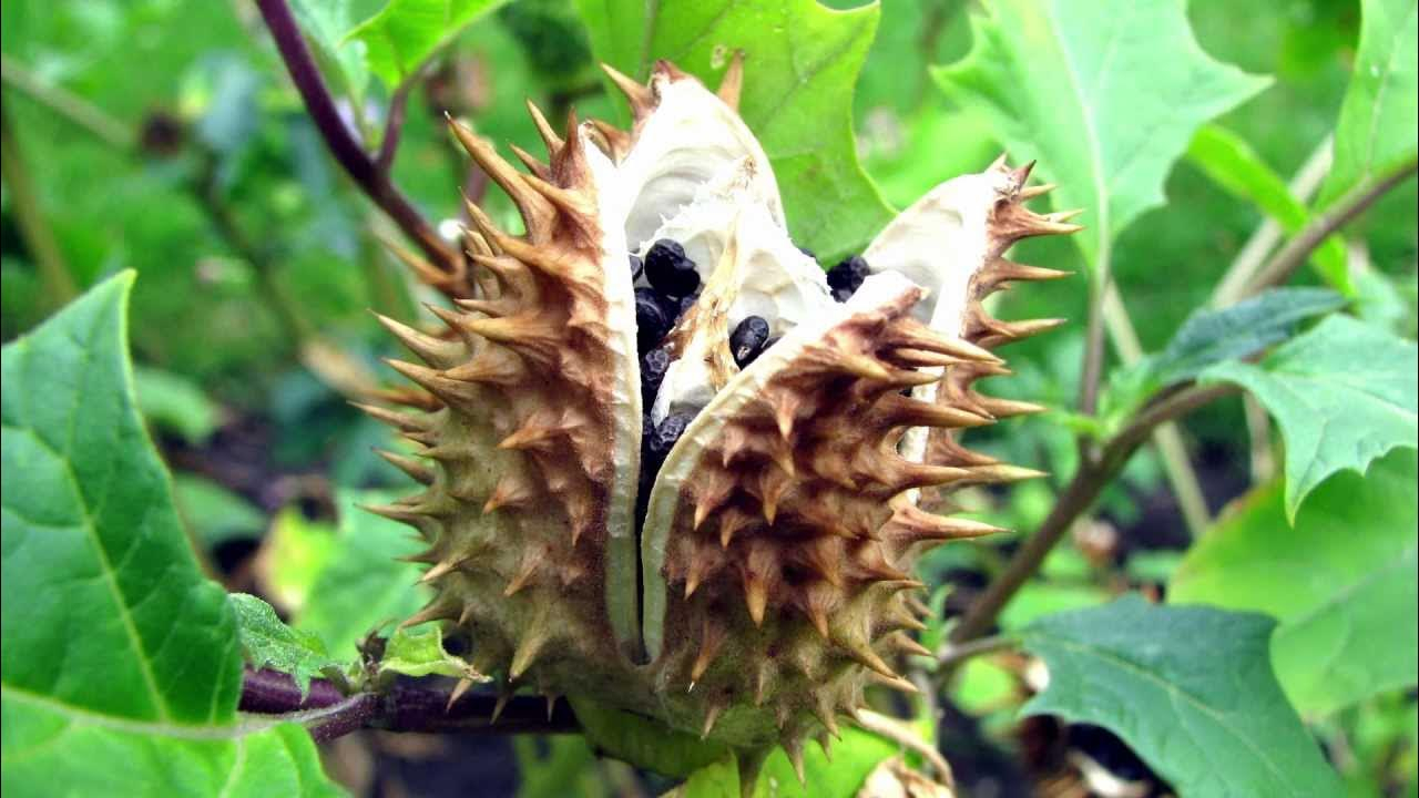 ثمرة لنبات العشر مليئة بالبذور السوداء السامة