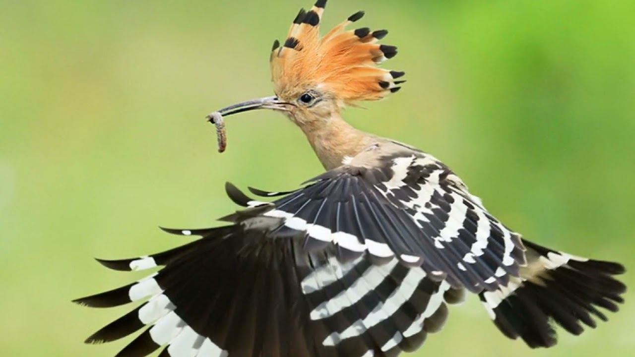 طائر الهدهد طائر الهدهد حاملا بمنقاره غذاءه وهو يطير فاردا جانيه المخططين باللون الابيض والاسود