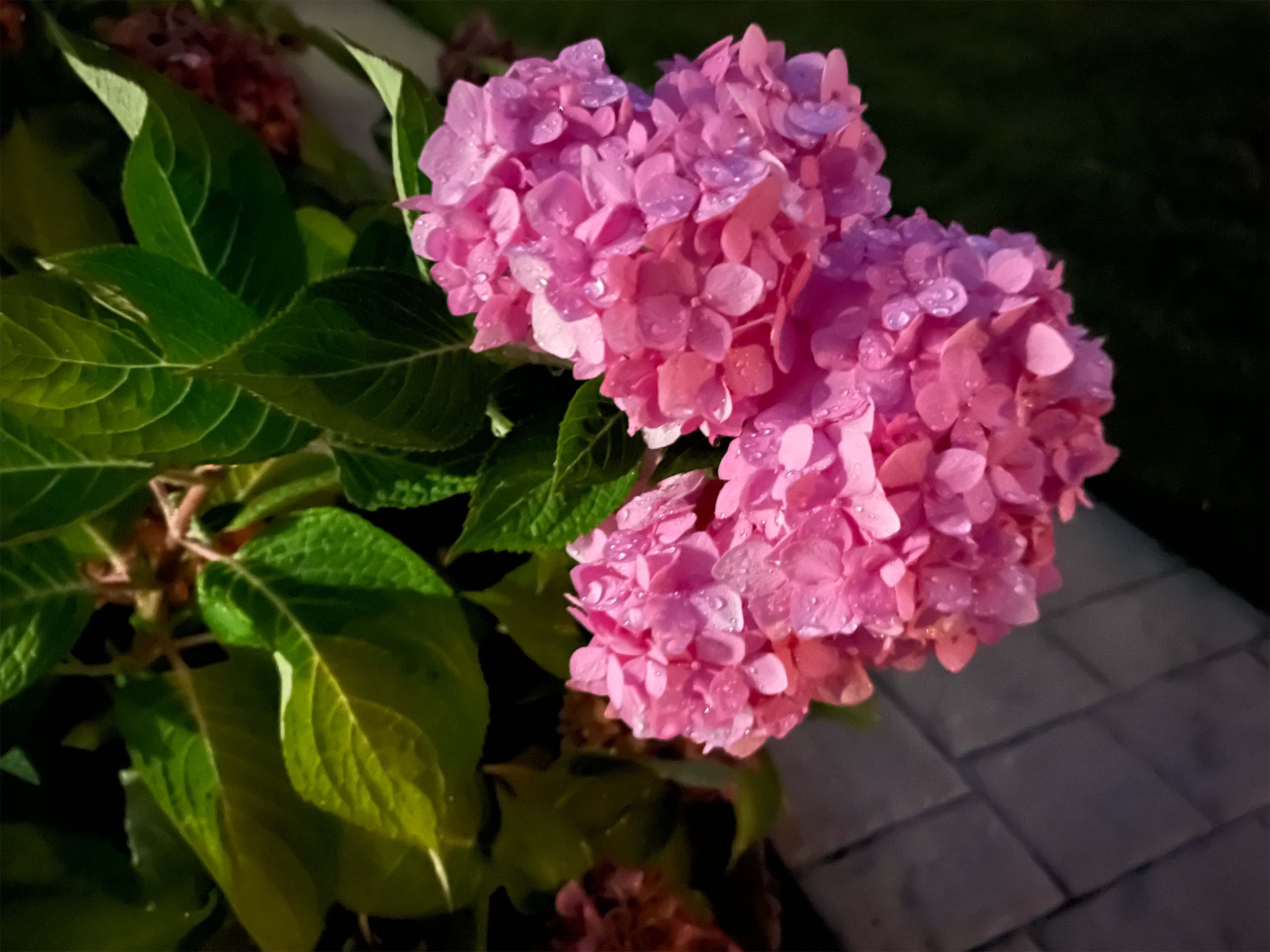 صورة مأخوذة بهاتف أيفون 13 (iPhone 13) لأزهار الكوبية