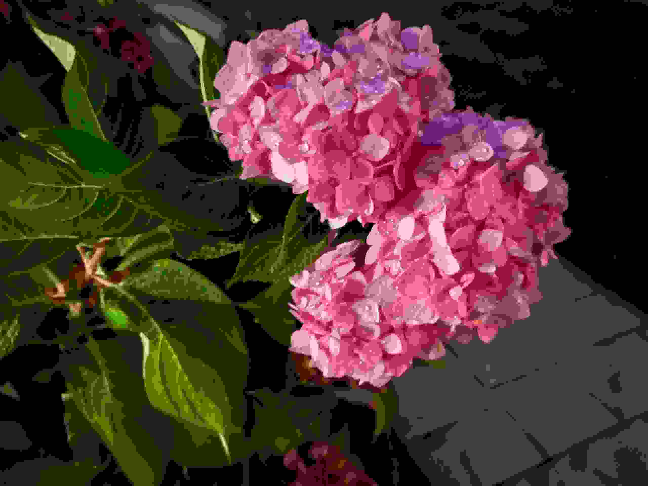 صورة مأخوذة بهاتف أيفون 13 (iPhone 13) لأزهار الكوبية