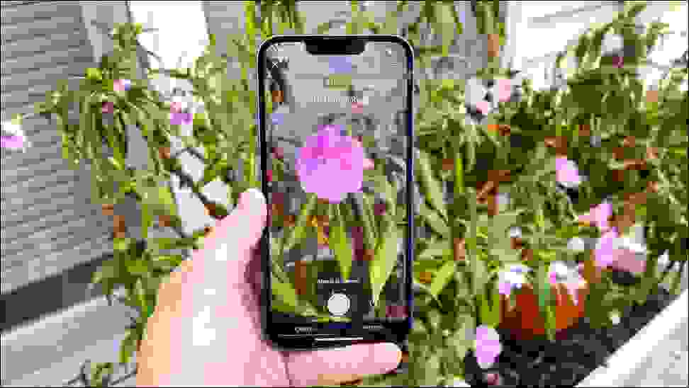  أداء أيفون 13 في أثناء استخدام تطبيق التعرف على أنواع النباتات Seek - (مصدر الصورة: Tom's Guide)
