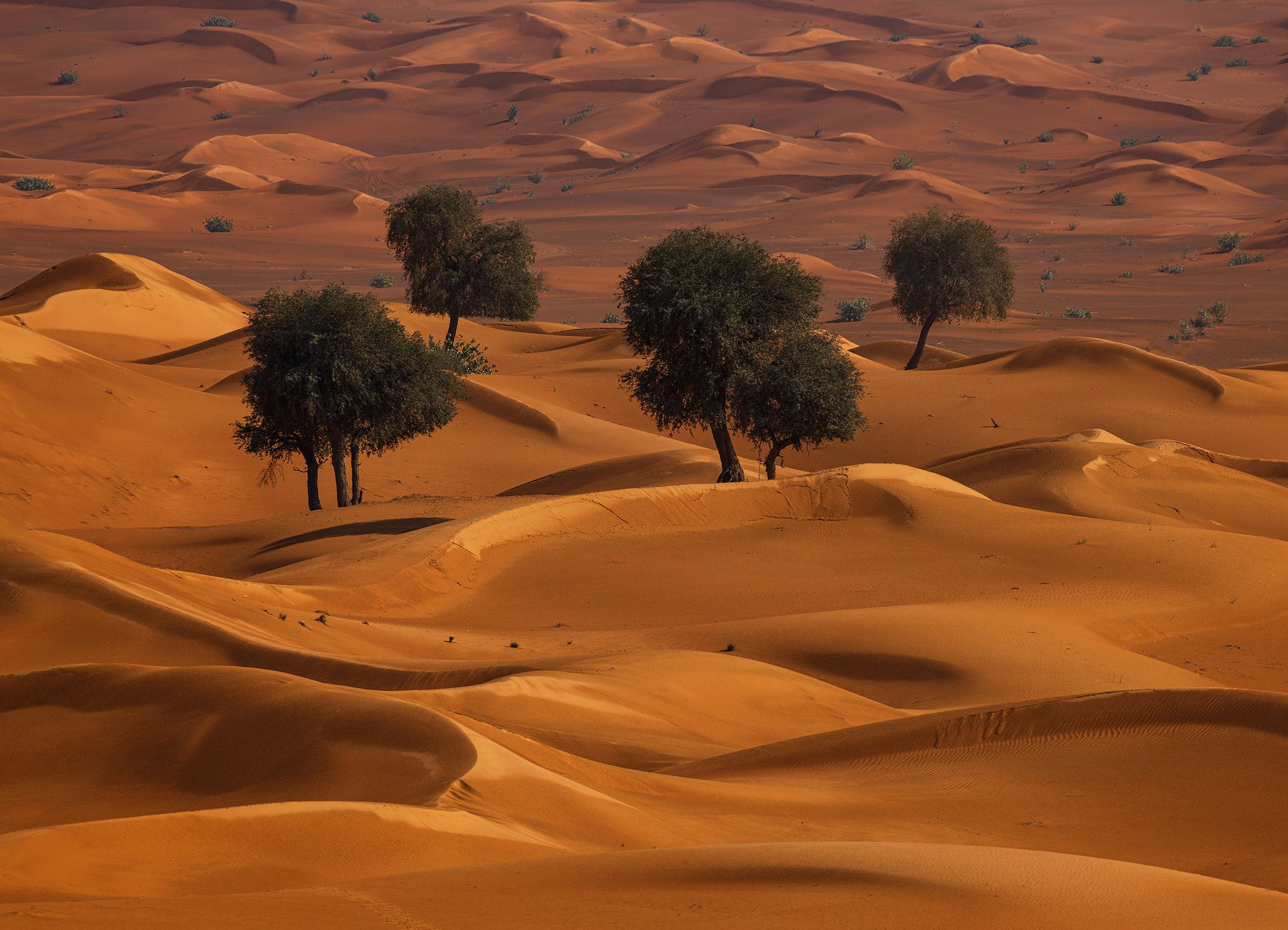 مجموعة من شجرات الغاف في الصحراء 