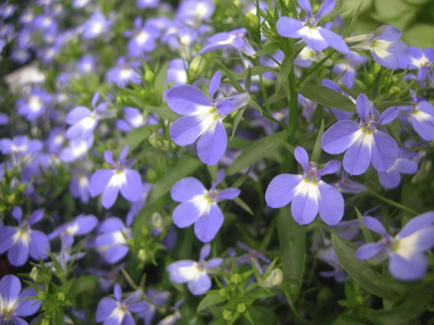 عشبة اللوبيليا بأزهارها البنفسجية ذات القلب الابيض 