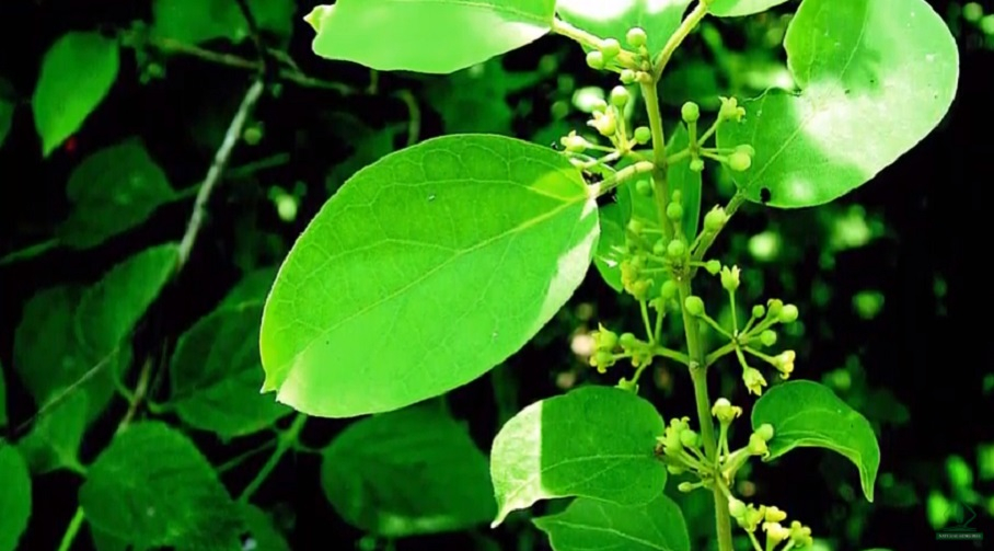 نبتة الجيمنيما بأوراقها البيضوية وازهارها الصغيرة 