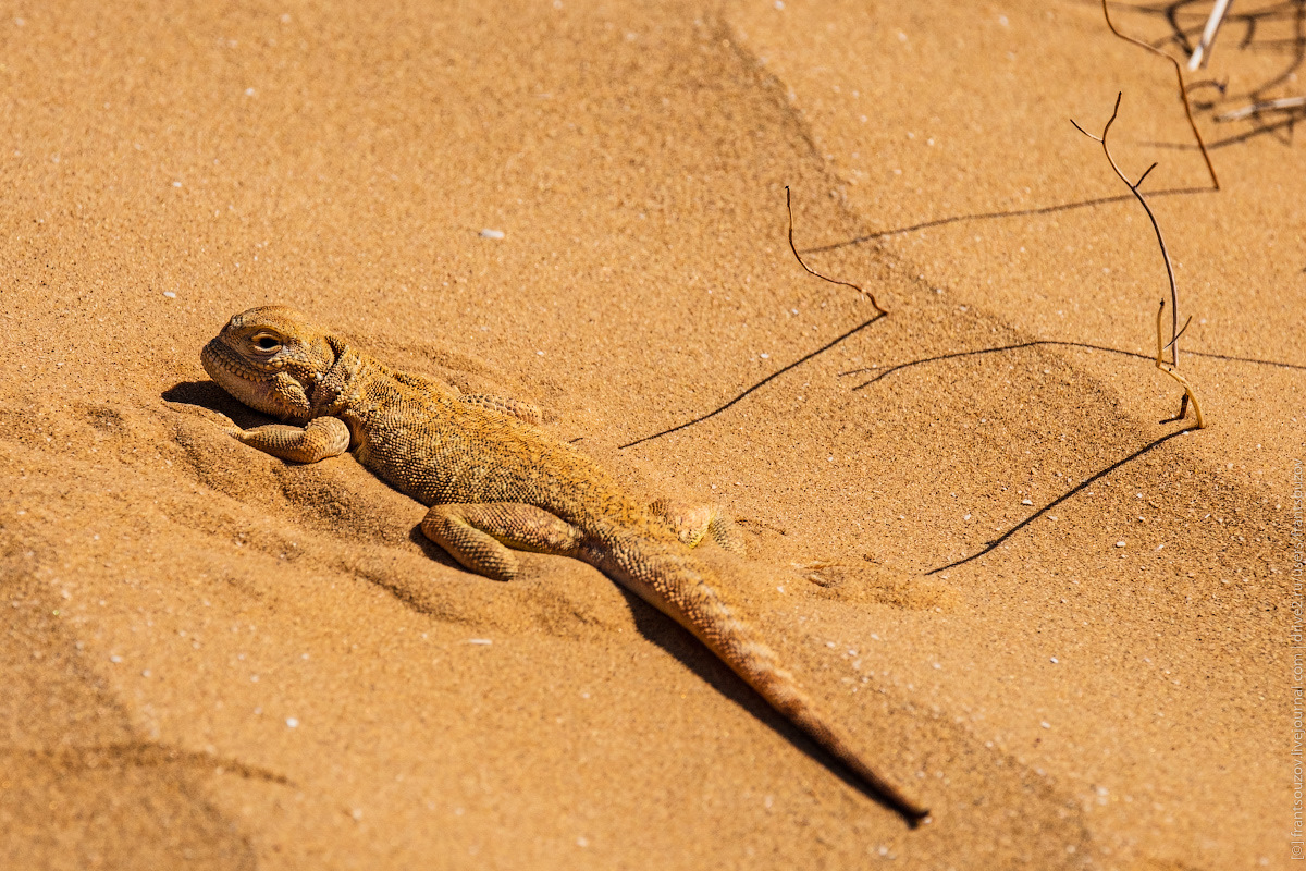 على الرمال ذات اللون الذهبي تظهر سحلية يحاكي لونها لون الرمال 