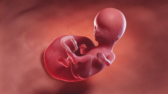 على خلفية حمراء يظهر الجنين في الاسبوع العشرين من الحمل 