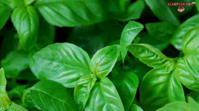 أوراق نبتة الريحان الخضراء 