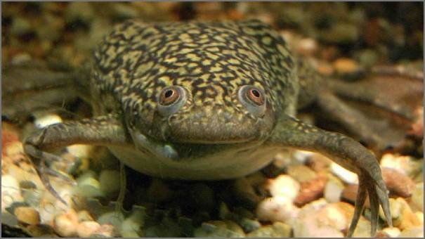 African Xenopus