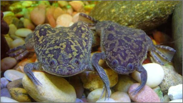 African frog