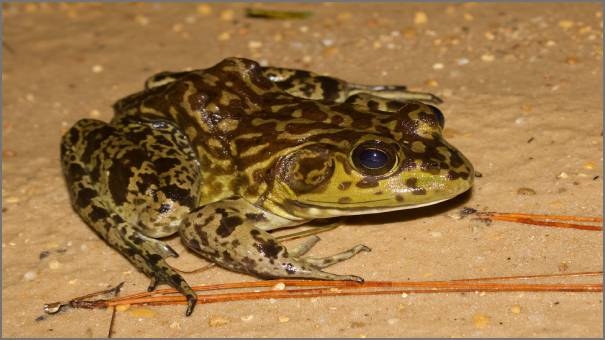American bullfrog