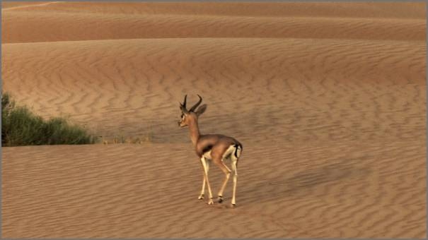 Arabian Gazelle