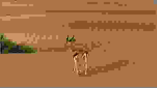 Arabian Gazelle