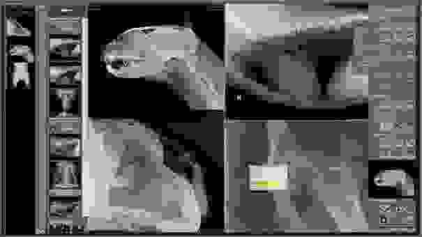 Automated analysis of pet medical images