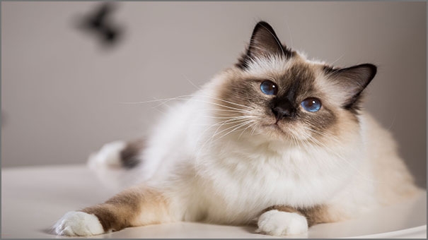 Birman cats