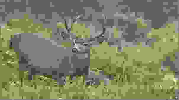 Black-tailed Deer