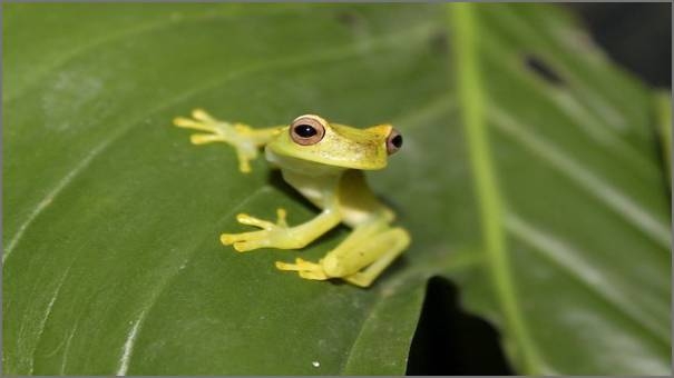 Borneo frog