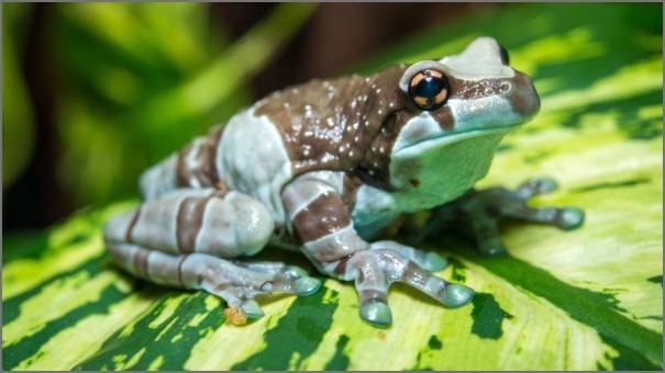 Brazilian milk frog