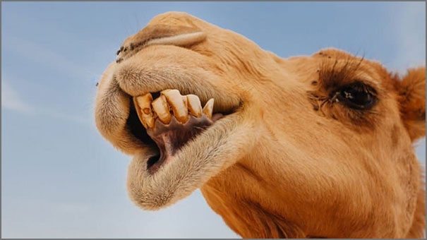 Camel teeth