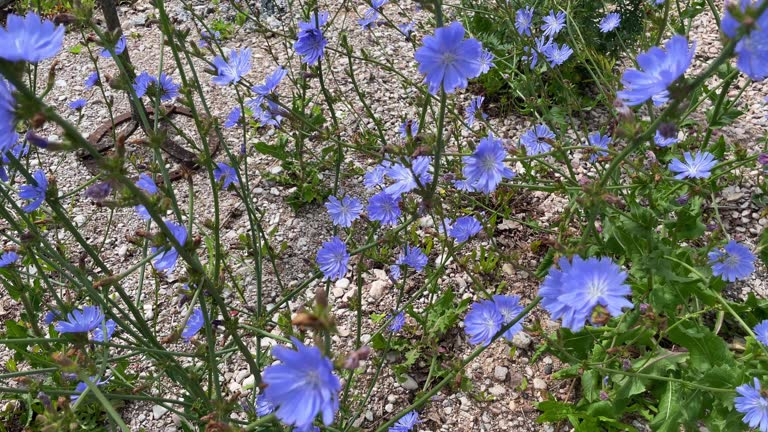 أضرار الشيكوريا