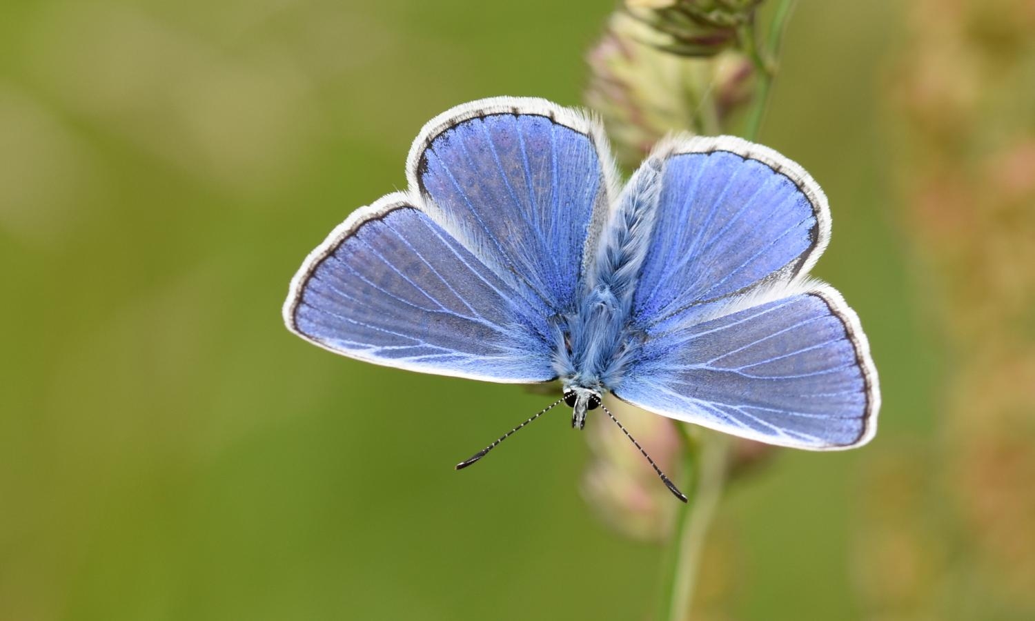 Common blue butterfly