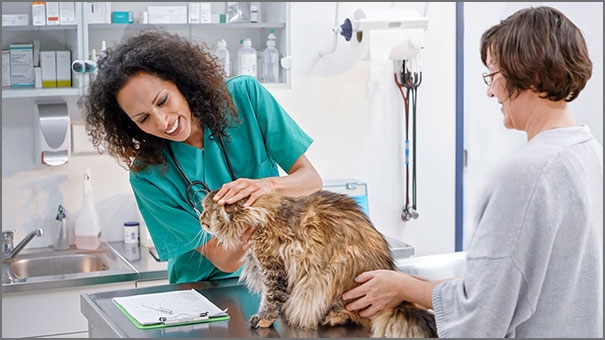 Consult a veterinarian for cats