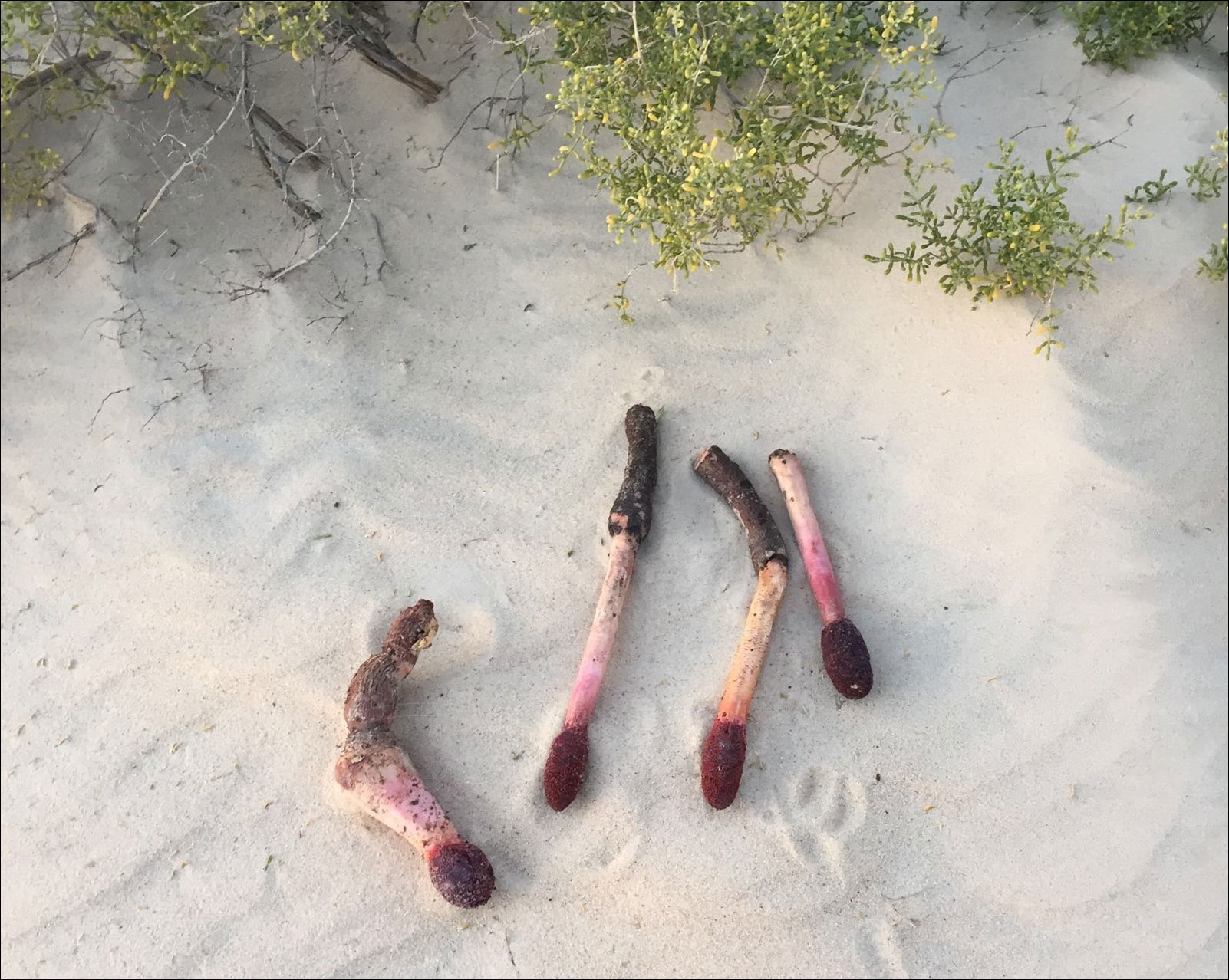 نبات الطرثوث