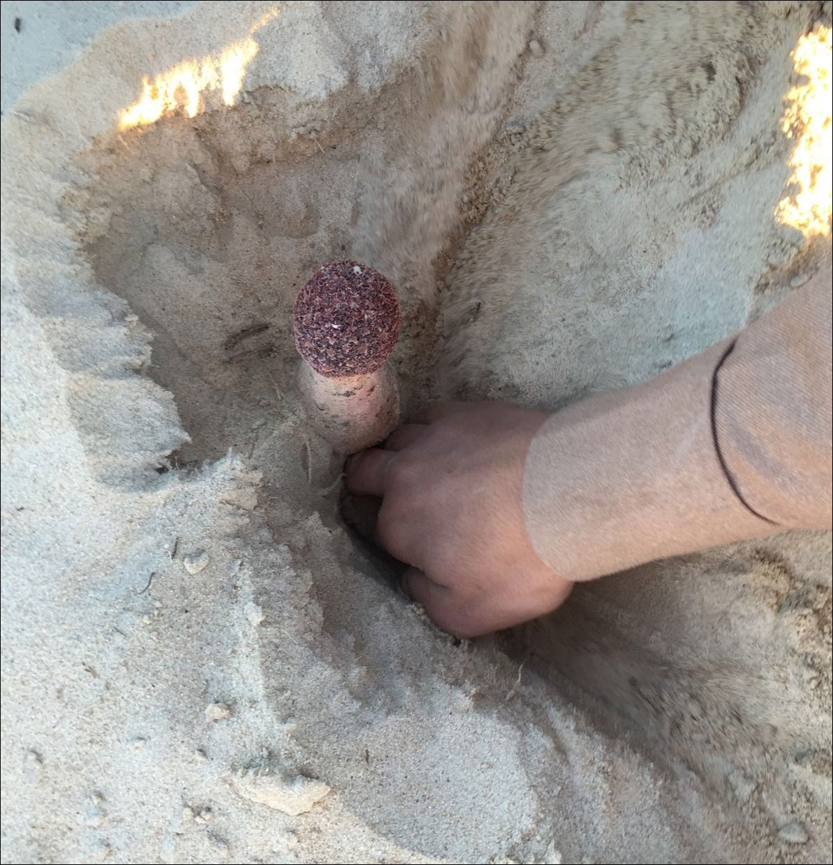 استخراج نبات الطرثوث