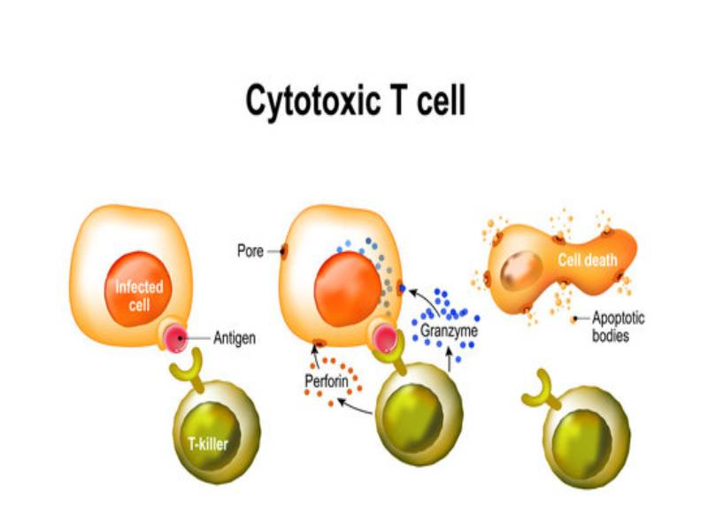 Cytotoxic T cells