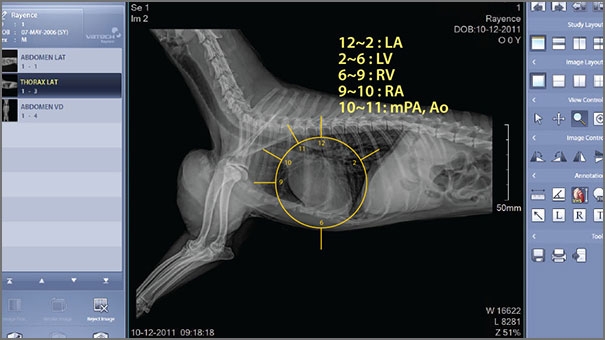 Digital x-ray imaging of animals