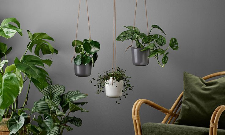 نباتات غرفة المعيشة المعلقة