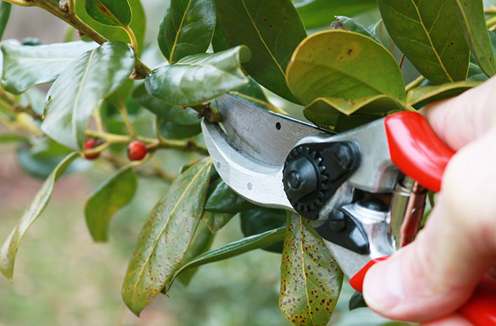شخص يمسك بمقص زراعي و يقوم بتقليم الاجزاء المصابة من النبات