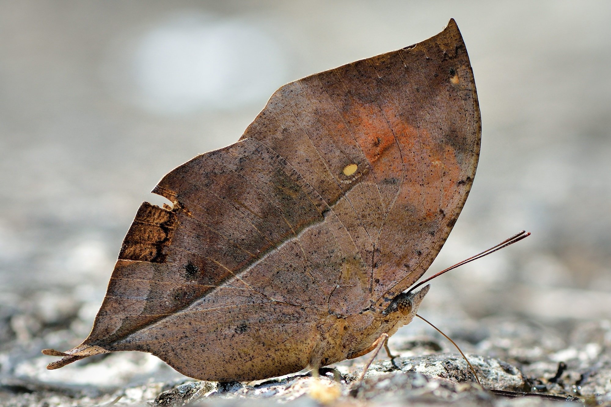 Leaf butterfly
