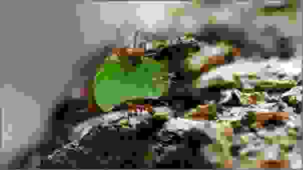 These ants collect pieces of leaves to feed their colonies