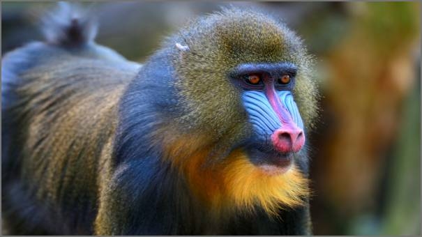 Mandrill monkey