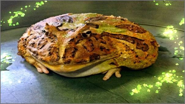 Ornate horned frog