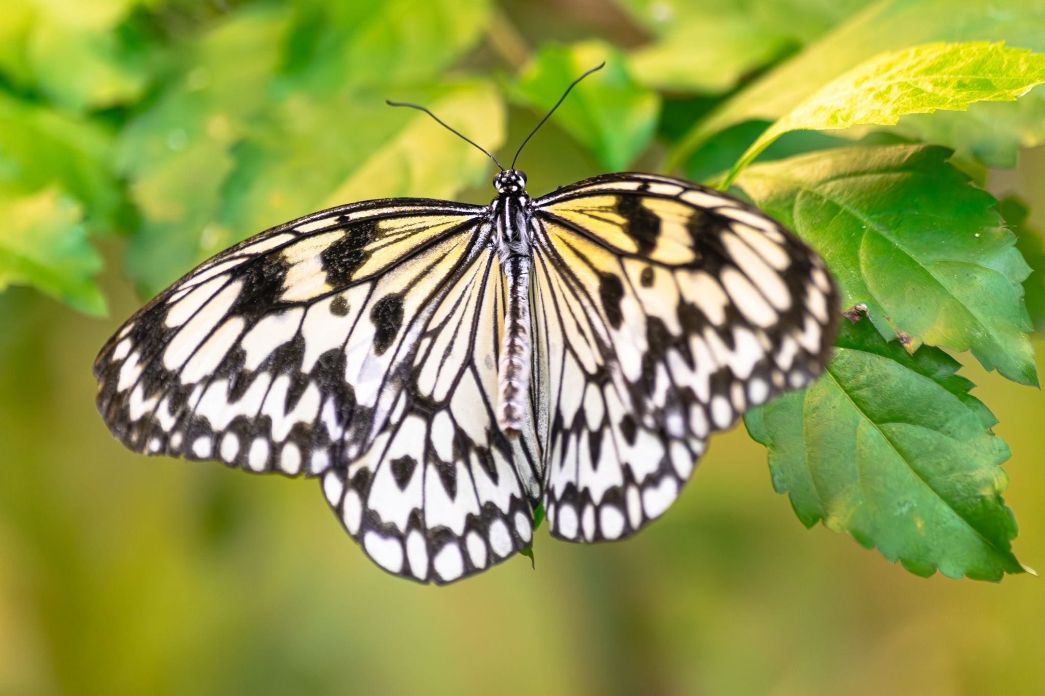 Paper kite butterfly