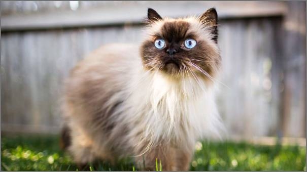 Himalayan cat Himalayan cat