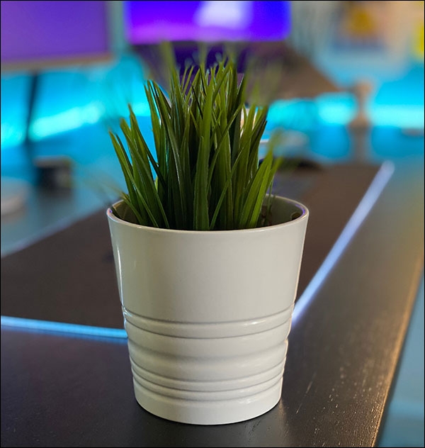 النباتات في المكتب