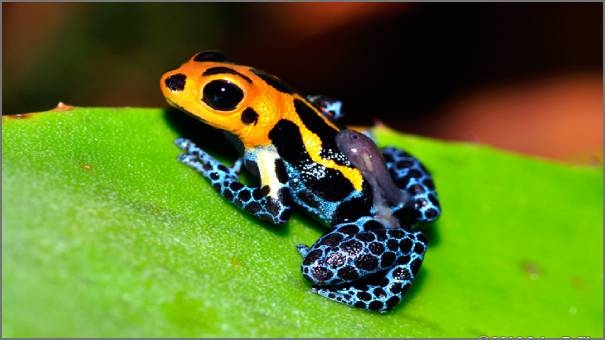 Poison frogs