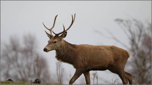 Red Deer