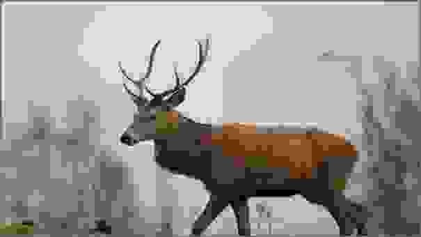 Red Deer
