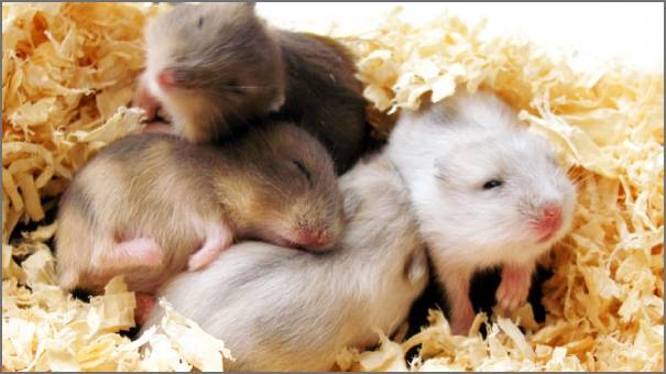 Russian dwarf hamster