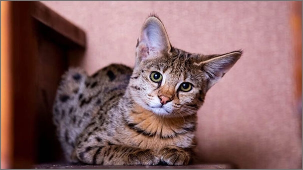 Savannah cats