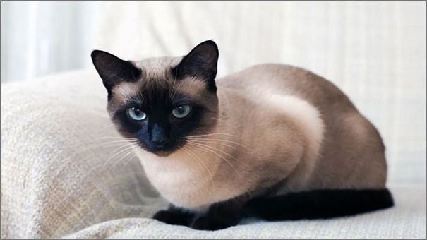 Siamese cats