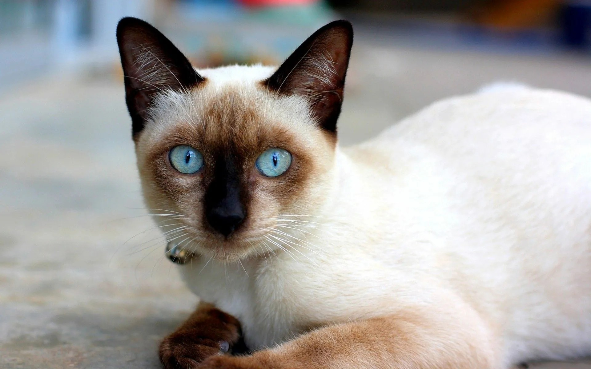 القط السيامي (Siamese)