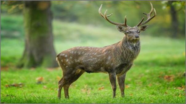 Sika Deer