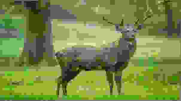 Sika Deer
